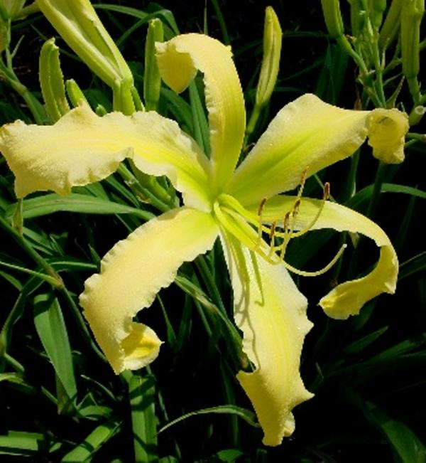 A Green Desire 2006